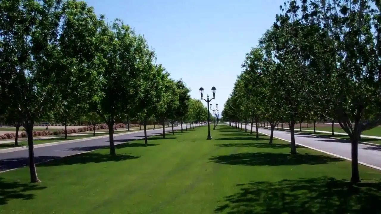 Service - Tree Care
